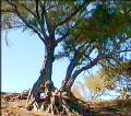 Australian Pines