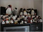 013Penguins