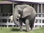 AFRICAN ELEPHANT 0110