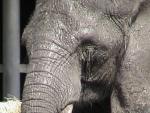 AFRICAN ELEPHANT 0120