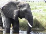 AFRICAN ELEPHANT 0150