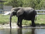 AFRICAN ELEPHANT 0210