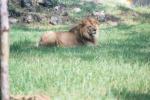 AFRICAN LION 0100