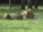 AFRICAN LION 0140