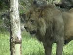 AFRICAN LION 0150