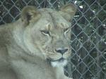 AFRICAN LION 0160