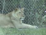 AFRICAN LION 0170