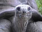 ALDABRA TORTOISE 0100