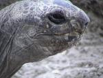 ALDABRA TORTOISE 0110