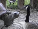 ALDABRA TORTOISE 0120