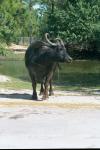 ASIATIC WATER BUFFALO 0100