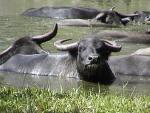 ASIATIC WATER BUFFALO 0110