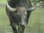 ASIATIC WATER BUFFALO 0120