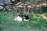 BLACKBUCK 0100