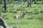 BLACKBUCK 0110