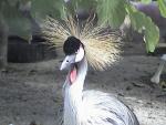 EAST AFRICAN CROWNED CRANE 0100