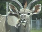 GREATER KUDU 0100