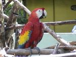 MACAW 0100