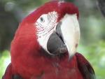 MACAW 0110