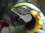 MACAW 0120