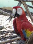 MACAW 0130