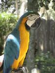 MACAW 0140