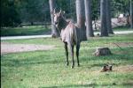 NILGAI 0100