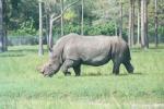 WHITE RHINOCEROS 0100