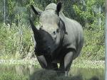 WHITE RHINOCEROS 0130