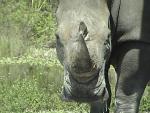 WHITE RHINOCEROS 0160