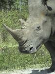 WHITE RHINOCEROS 0170