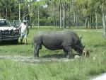 WHITE RHINOCEROS 0190