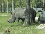 WHITE RHINOCEROS 0230