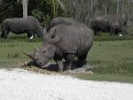 WHITE RHINOCEROS 0260