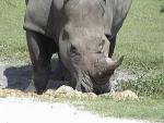 WHITE RHINOCEROS 0270