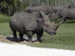 WHITE RHINOCEROS 0280