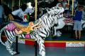 Carousel White Tiger